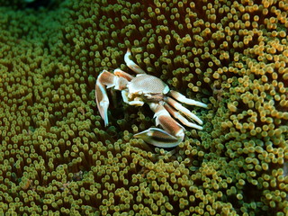 Cleaner crab