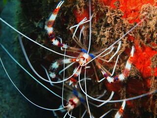 Cleaner shrimp