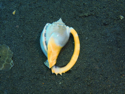 Shell of mollusc
