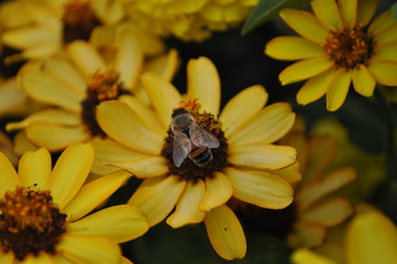 Yellow Honey Bee