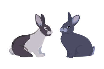 vector illustration of cartoon rabbits different breeds. Fine bunnys for veterinary design