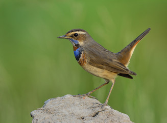 Wagging tail bird, Bluethroat (Luscinia svecica) beautiful blue
