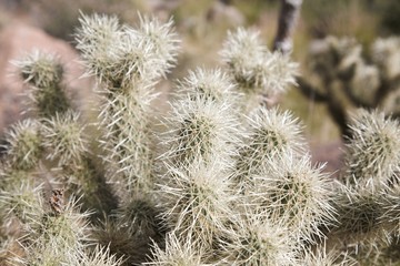 Cholla cactus Arizona