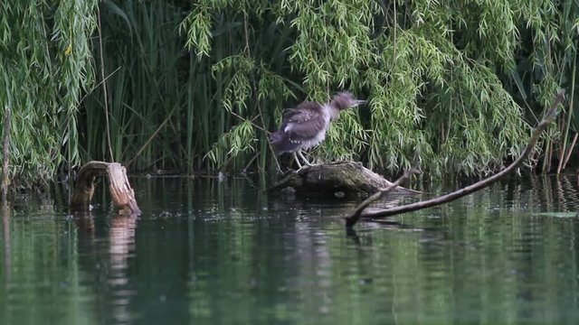 Night Heron in the lake of Rieti Reserve in Italy