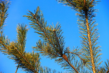Pine tree branch against blue sky