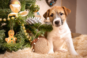 Puppy Jack Russell Terrier in Christmas interior