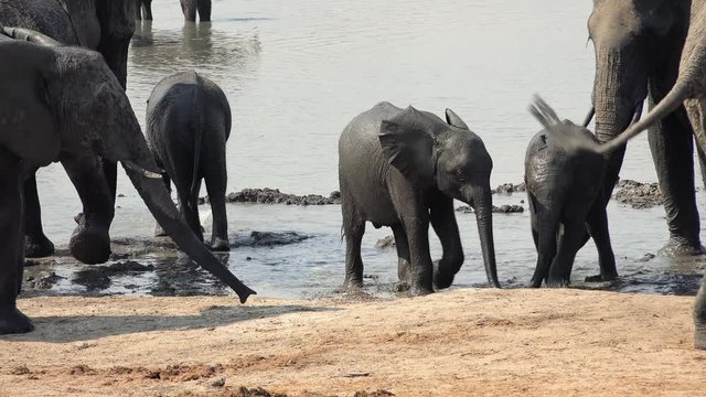 Elephants at a waterhole in Hwange National Park, Zimbabwe (4K UHD footage)