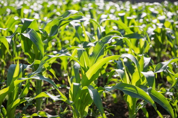 Field of young corn