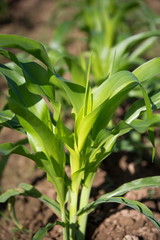 Field of young corn
