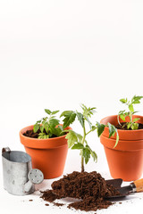 Young tomato seedling in a clay pot