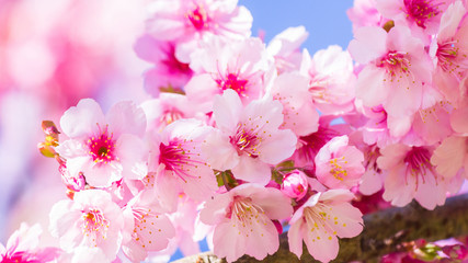 Pink blossoms on the branch with blue sky during spring blooming. Branch with pink sakura blossoms and blue sky background. Blooming cherry tree branches against a cloudy blue sky