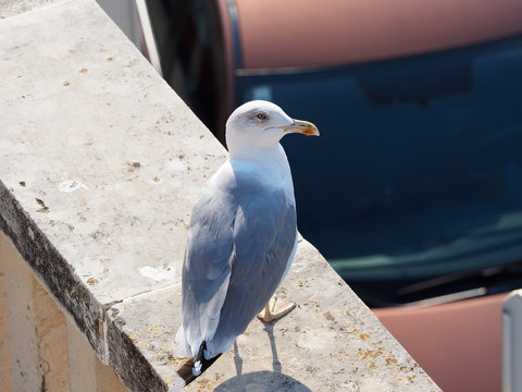Seagull standing on stone wall.Dubrovnik,Croatia