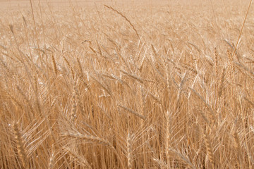 ears of wheat as background