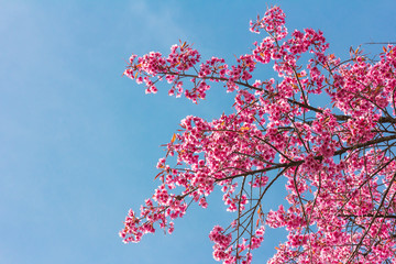 Pink blossoms on the branch with blue sky during spring blooming Branch with pink sakura blossoms and blue sky background. Blooming cherry tree branches against a cloudy blue sky