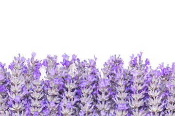 Fototapeta premium Lavender Flowers Border over White Background