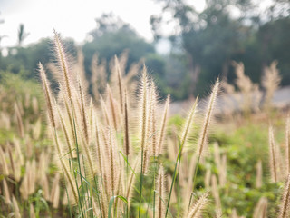 Fototapeta premium golden grass