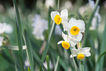 narcissus