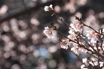 Winter cherry tree