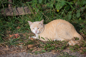 Experienced homeless  cat in the grass