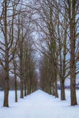 Avenue in the winter