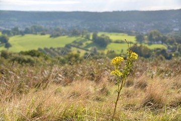 Cam Peak Wild Flower