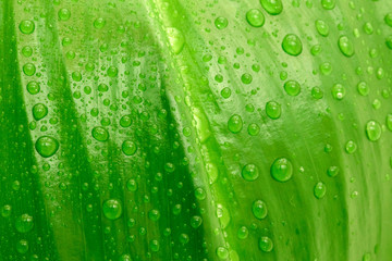 leaf with drops of water