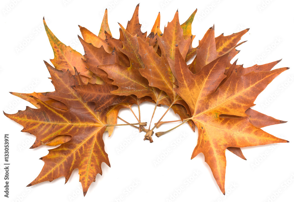 Wall mural autumn maple leaf on a white background