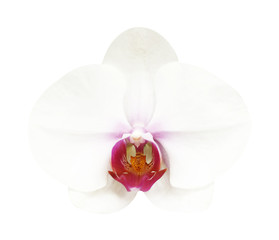 Close-up of white orchid phalaenopsis isolated on white