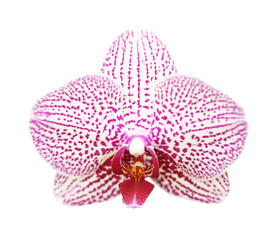 Close-up of pink orchid phalaenopsis isolated on white