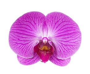 Naklejka na ściany i meble Close-up of pink orchid phalaenopsis isolated on white