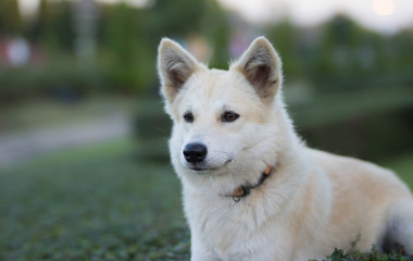 Portrait of a young white dog at  park