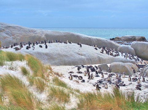 African penguins colony on the beach at Boulders Beach in Cape Peninsula near Cape Town, South Africa. African penguin (Spheniscus demersus) also known as the jackass penguin and black-footed penguin.