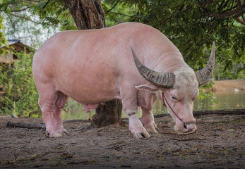 Obraz premium Albino buffalo (Thailand Pink buffalo)