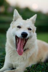 Portrait of a young white dog at  park,yawning