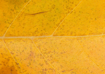 autumn leaf as background