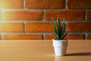 Closeup Green plant on pot for decorate on Red brick wall textured background with copy space