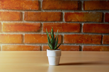 Closeup Green plant on pot for decorate on Red brick wall textured background with copy space