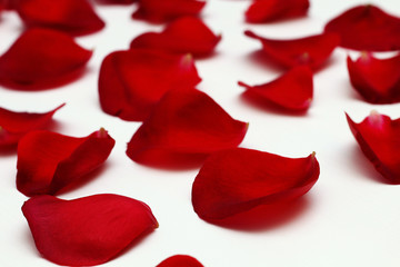 Bright red rose petals on a white wooden table.