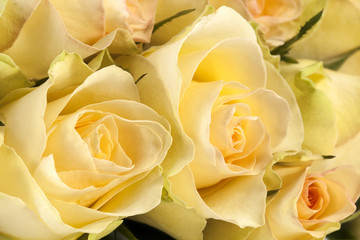  Bouquet of yellow roses, close up