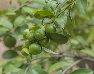 Lemons hanging on a lemon tree.