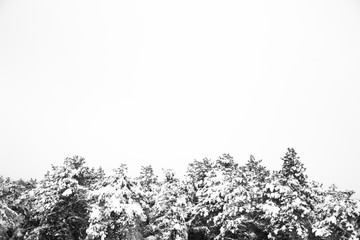 Fototapeta premium Snowy Hills and Trees