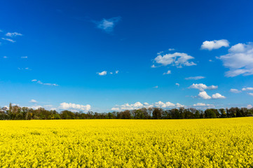 Fototapeta premium Blühendes Rapsfeld vor blauem Sommerhimmel