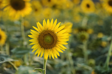 Fototapeta premium sunflowers