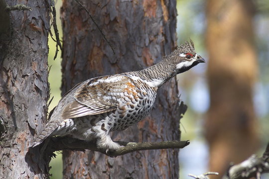 Male hazel grouse wild bird (Tetrastes bonasia), a species of wildfowl, sitting in a pine tree with neck stretched