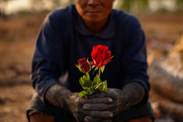 Red rose in hand on during sunset,Image of Valentines day,Valentines message