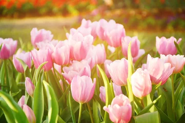 Rolgordijnen zonder boren Pink tulip flower with sunshine. © maspartame