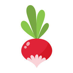 Small garden radish isolated vector illustration.