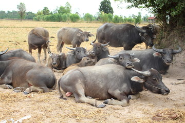 Buffalo lying chewing grass