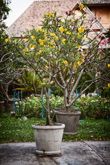 Potted ornamental trees with yellow and pink flowers in a garden