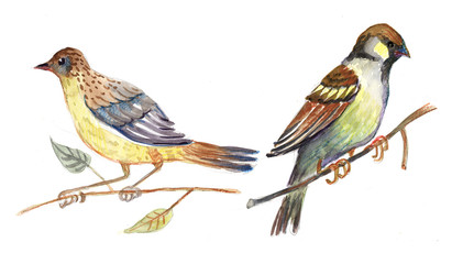 bird, sparrow, watercolor